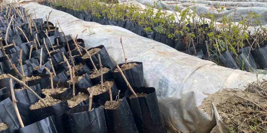 Yok olmaya yüz tutmuştu: Liseliler 5 bin adet yetiştirdi, eğitime de tarıma da katkı sağlandı 5